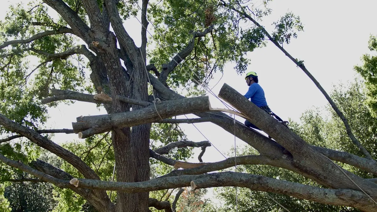 Professional Crown Thinning performed by certified arborists in Kinsman