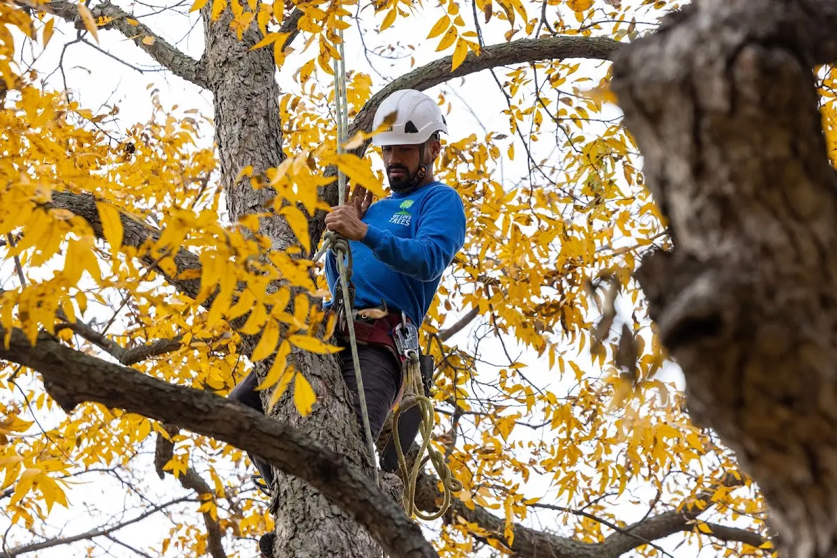 Skilled Storm Damage Cleanup crew working in Kinsman